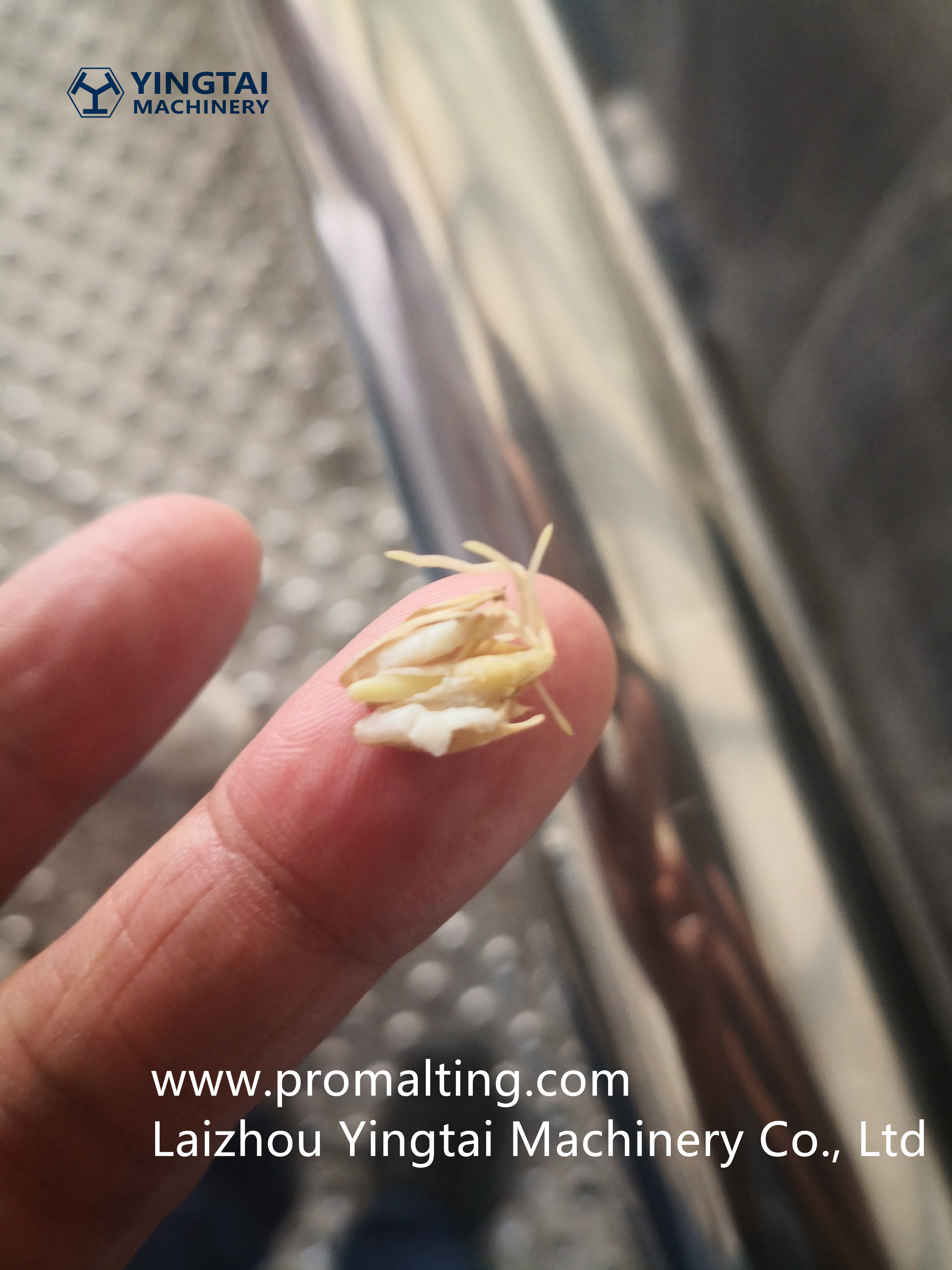 Росток из ячменя