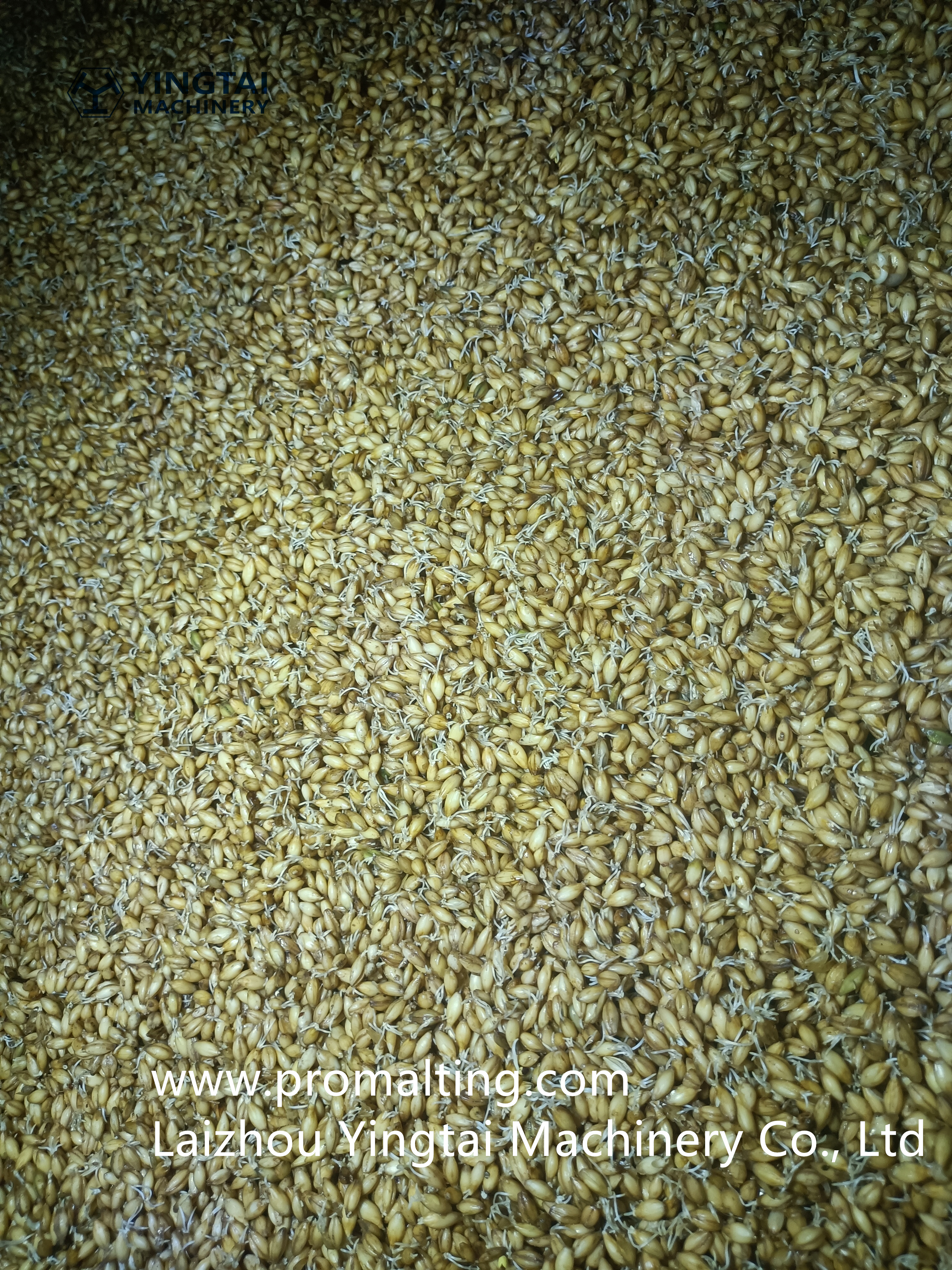 Прорастание день 3-2