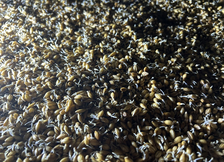 проращивание крафтового солода