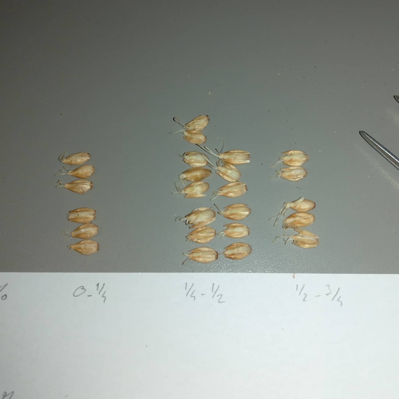 163098349_534733491261031_6594645451654919046_о