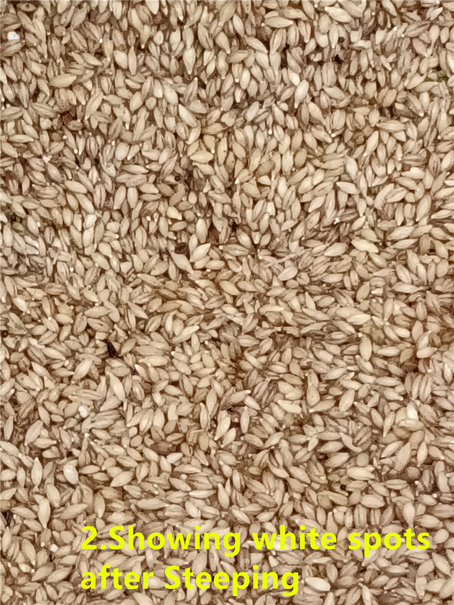 2 показывают белые пятна после Steeping_副本