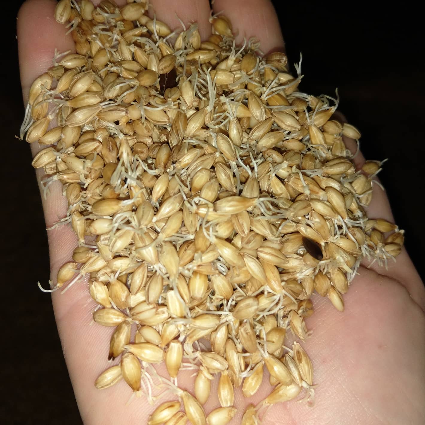 161960375_534733457927701_4111366113801031640_о