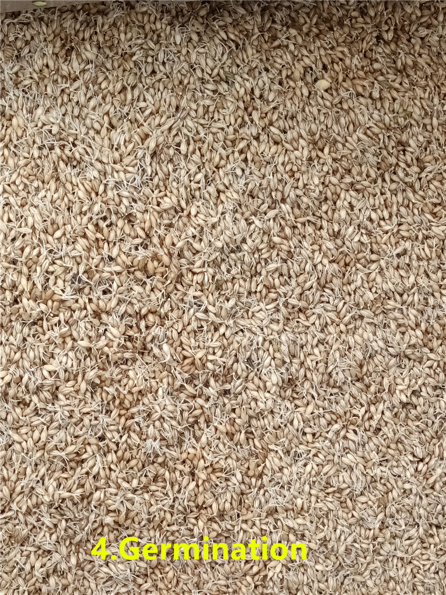 4 Прорастание_副本