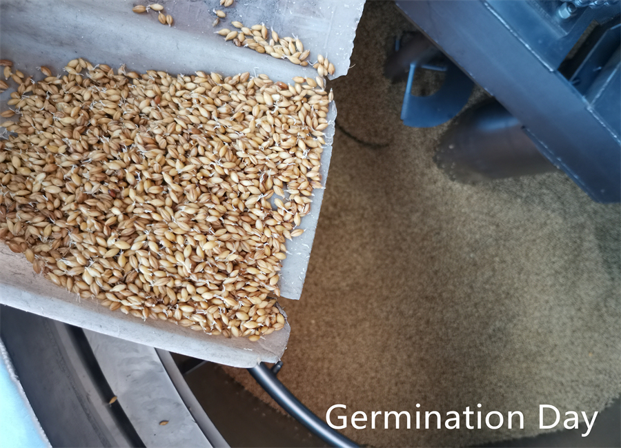 Прорастание, день 3-2_副本